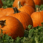 Zucca