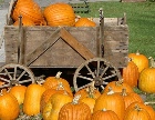 Zucca