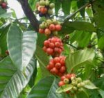 Coffea arabica