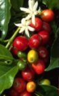 Coffea robusta