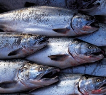 Pesce, alleato della dieta